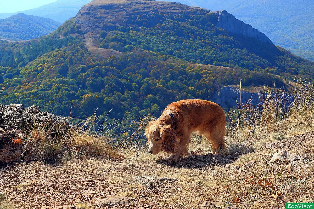 Отдых с животными в крыму. Парнокопытные крыма. Животные крыма. Кошки на берегу моря. Котик на море.