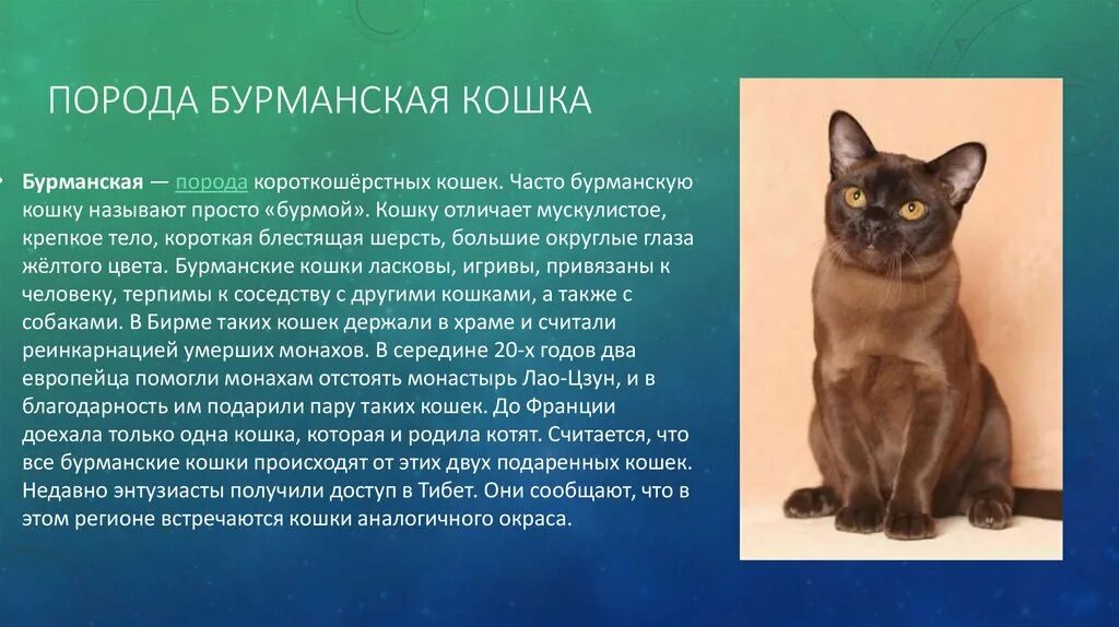 Европейская Бурма кошка. Порода Бурманские кошки. Порода европейская Бурма кошек европейская. Кошки породы Бурма характер. Откуда появилась порода