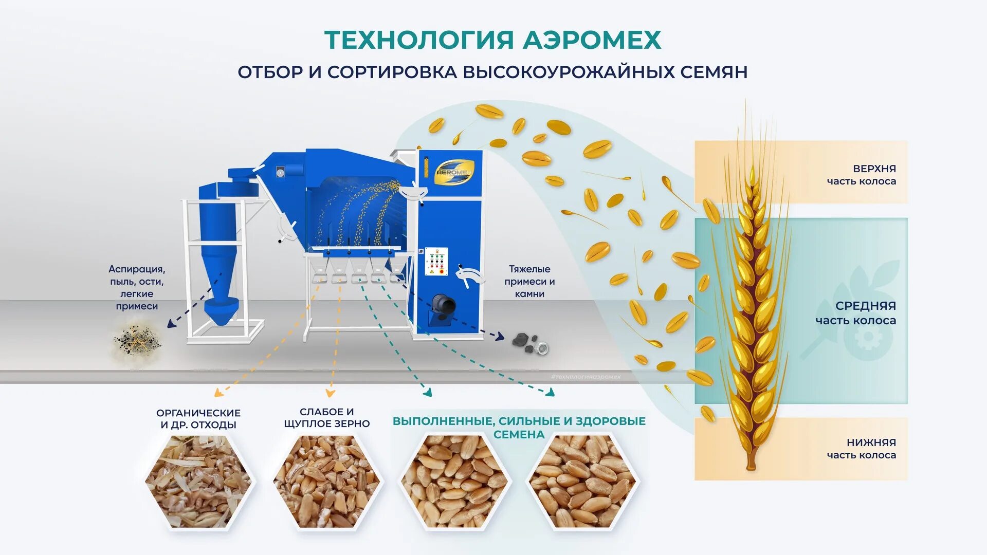 Очистка зерна от сора. Очистка семян. Очистка зерна. Очистка зерна от примесей. Способы очистки зерна.