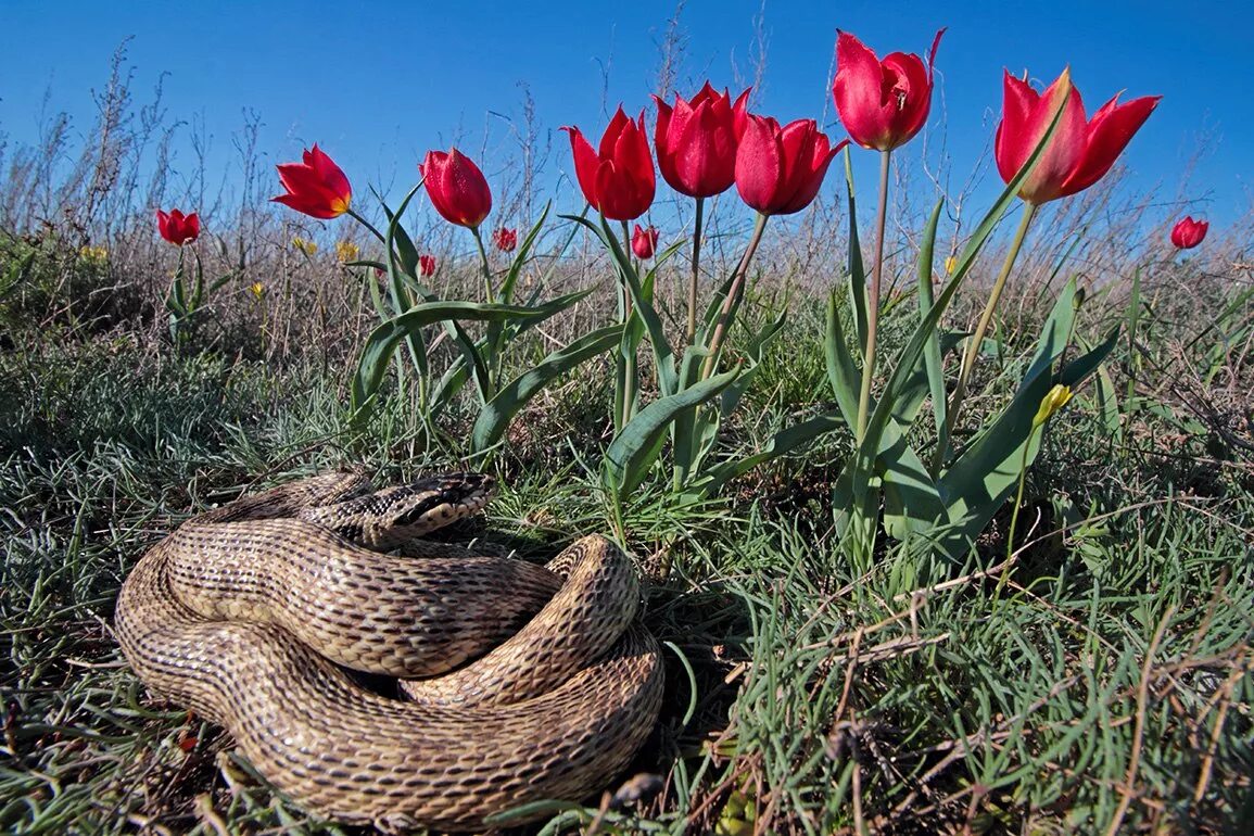 степные тюльпаны. тюльпан шренка астрахань. астрахань гора богдо тюльпаны. тюльпан шренка астраханская область. богдо цветение тюльпанов.