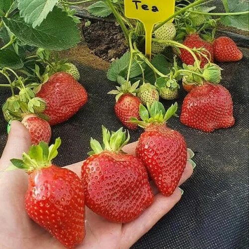 Контент Свет.Вит. - Страница 3 - tomat-pomidor.com
