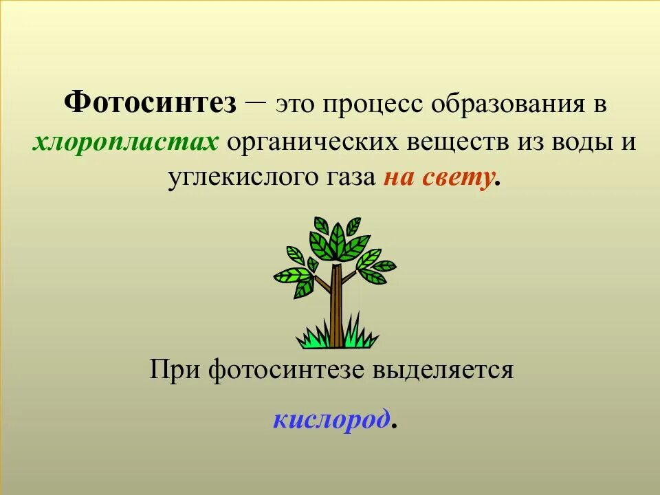 Жизнь растений в 6. Фотосинтез. Фотосинтез это в биологии. Фотосинтез 6 класс биология. Процесс фотосинтеза.