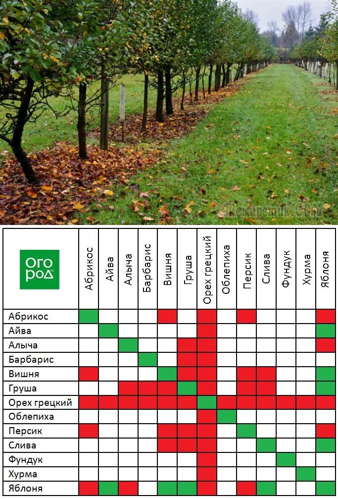 Совместимость плодовых деревьев и кустарников в саду таблица. Совместимость посадки плодовых деревьев и кустарников в саду. Таблица соседства плодовых деревьев. Совместимость плодовых кустарников. Соседство яблони