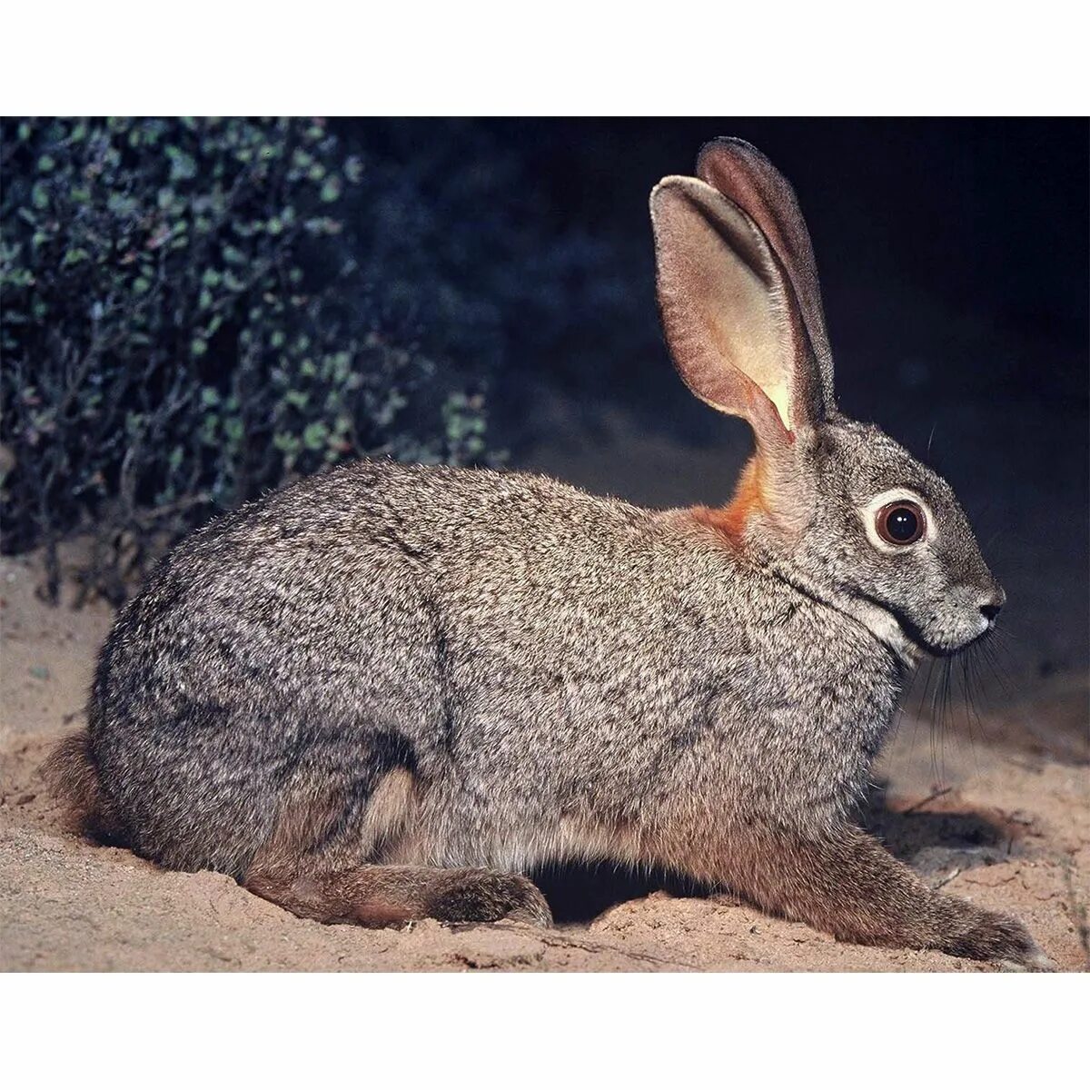 Rabbit type