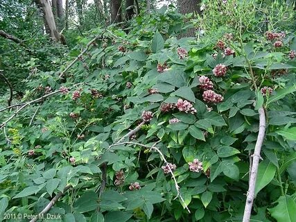 Глициния клубневая