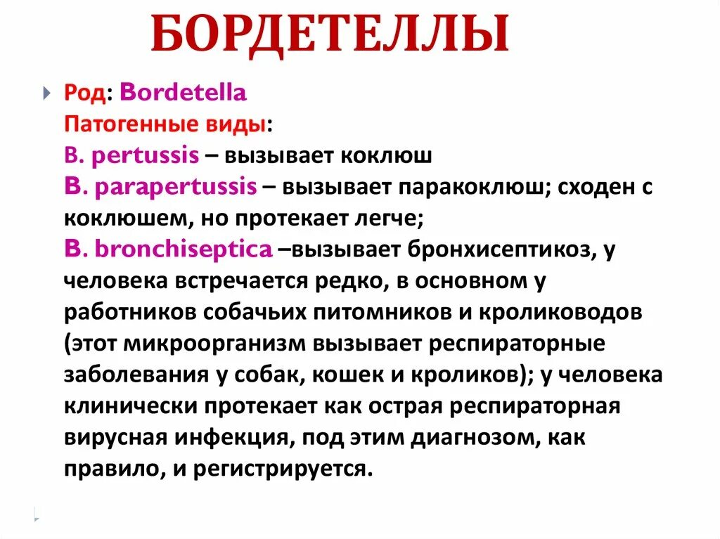 Антибиотик лечащий коклюш. Возбудитель коклюша Bordetella pertussis. Бордетеллы микробиология классификация. Бордетелла бронхисептика. Бордетеллы заболевания.