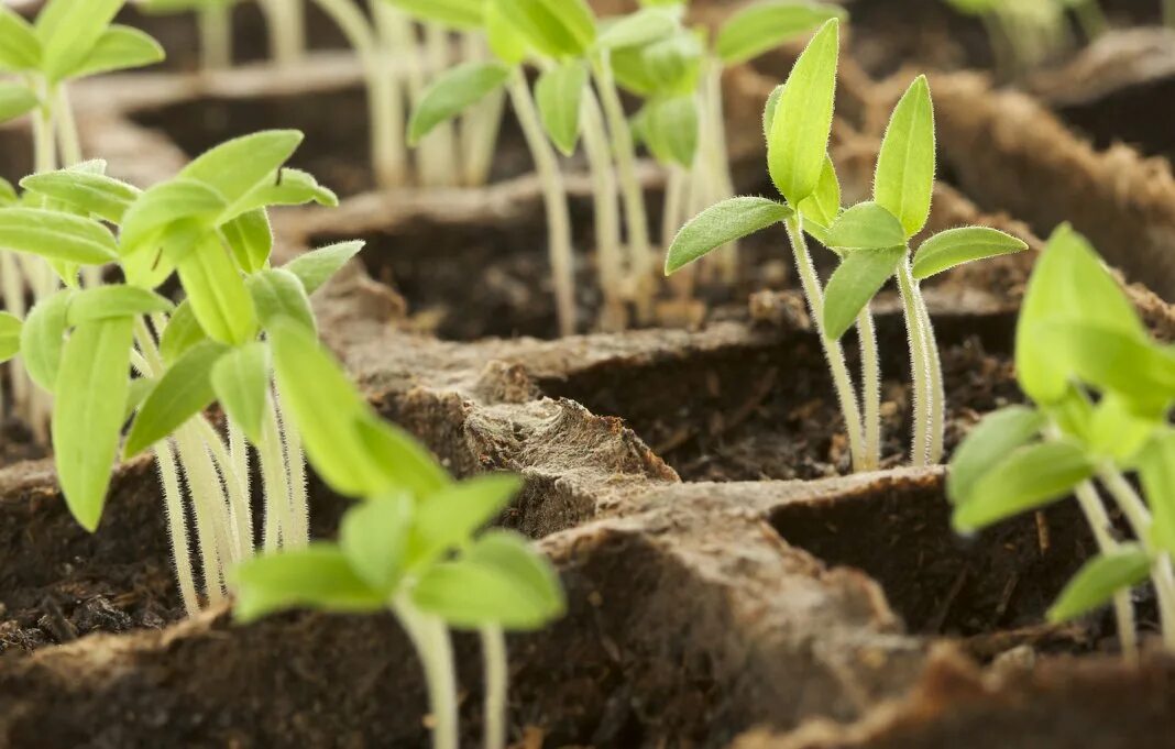 Рассада крапивы. Seedling «рассада». Фитофтороз сеянцев рассады. Росток рассада томатов. Всходы овощных культур.