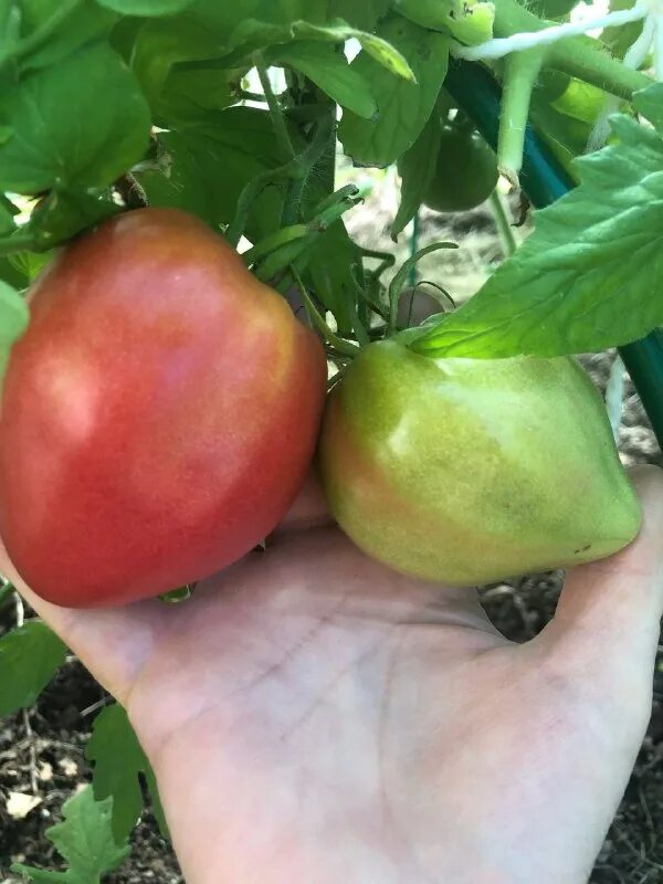 помидоры в теплице. индетерминантные томаты для теплицы. помидоры в теплице фото. помидоры в теплице. парник для помидоров.