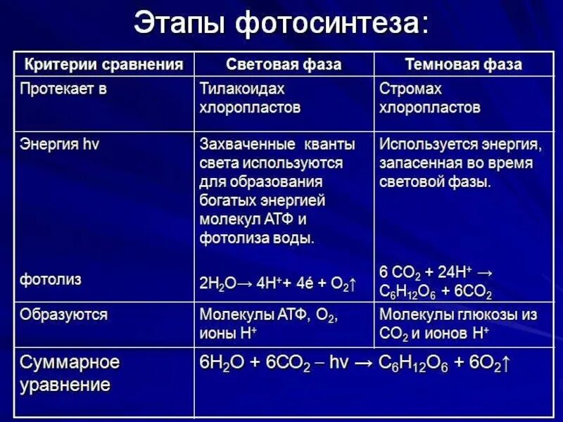 Установи какие процессы. Темновая фаза фотосинтеза процессы. этапы процесса фотосинтеза. этапы фотосинтеза таблица 9 класс биология. темновая фаза фотосинтеза 9 класс.