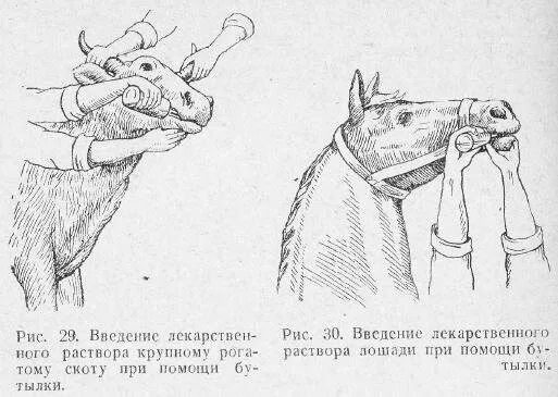 Через рот вводят. Пероральное Введение препаратов КРС. Пути введения лекарственных средств Ветеринария. Введение лекарственных средств телятам. Введение лекарственных веществ через рот КРС.