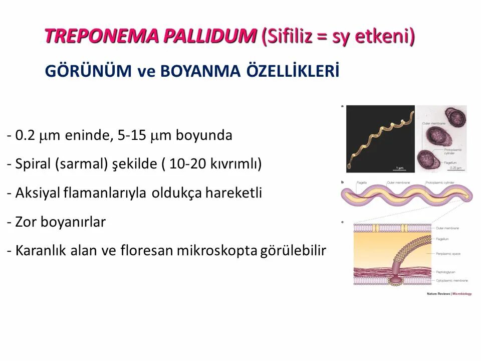 Treponema pallidum в ифа качественно что это. Treponema pallidum профилактика. Трепонема паллидум входные ворота.