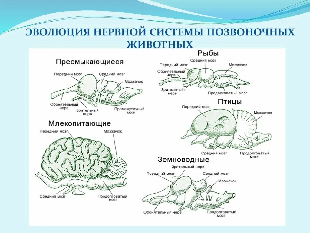 Схема эволюции нервной системы у животных таблица. Нервная система позвоночных животных. Эволюция нервной системы позвоночных животных. Эволюция нервной системы у животных таблица. У каких беспозвоночных животных нервная система образована