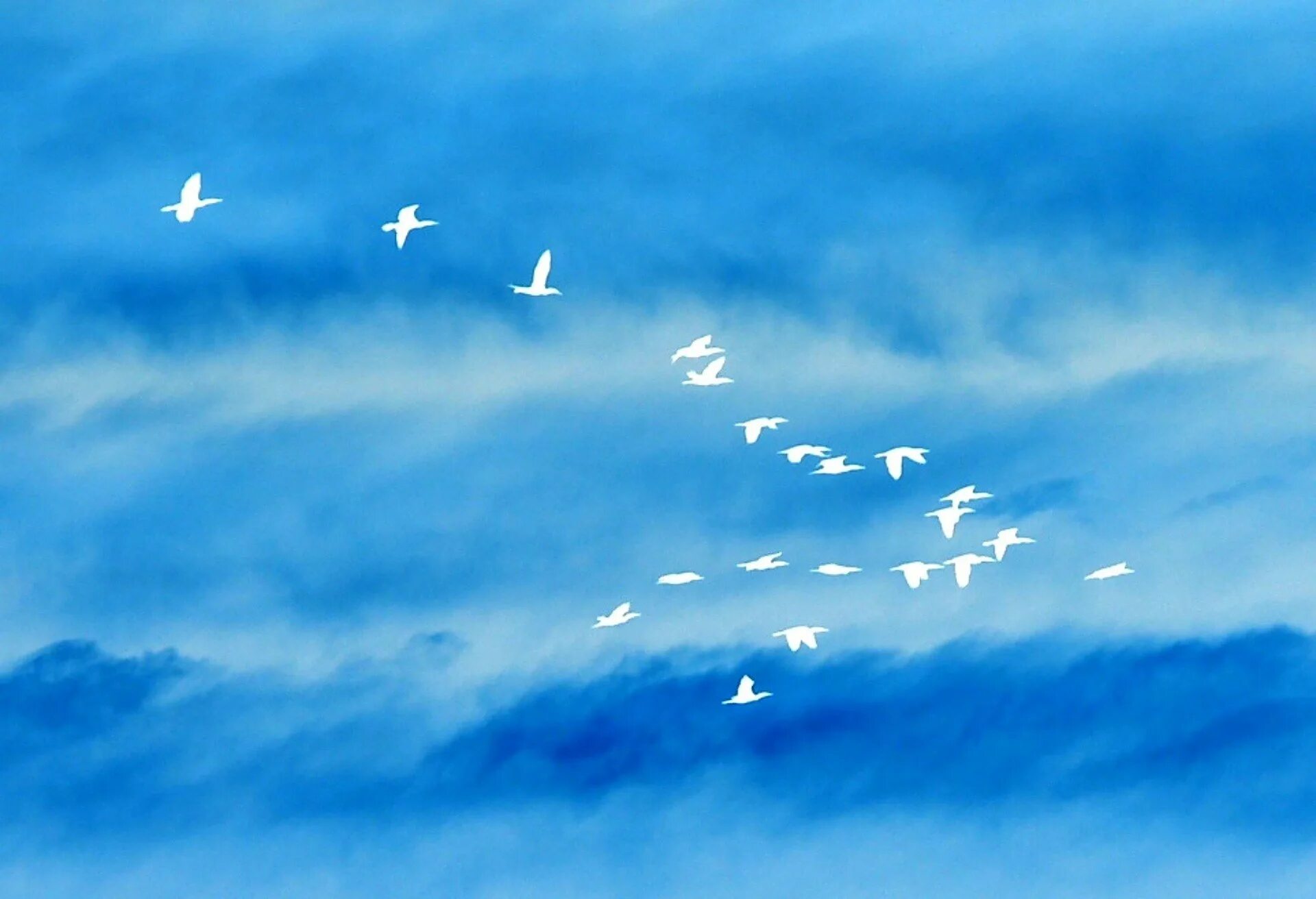 Синее небо без войны. Птицы в небе. Птицы в облаках. Журавль в небе. Голубое мирное небо.