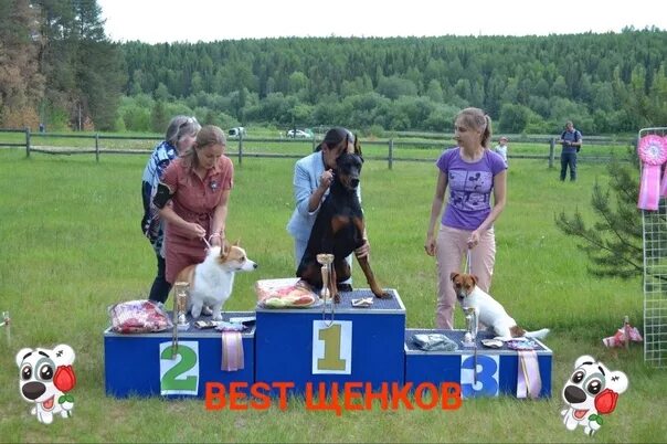 Победители выставок собак 2021 Беби в Ульяновске. Белые ночи выставка собак 2020 best Junior. Ухта выставка собак 2022 фото. Выставка собак 2022 г.Иваново. 20 апреля выставка собак