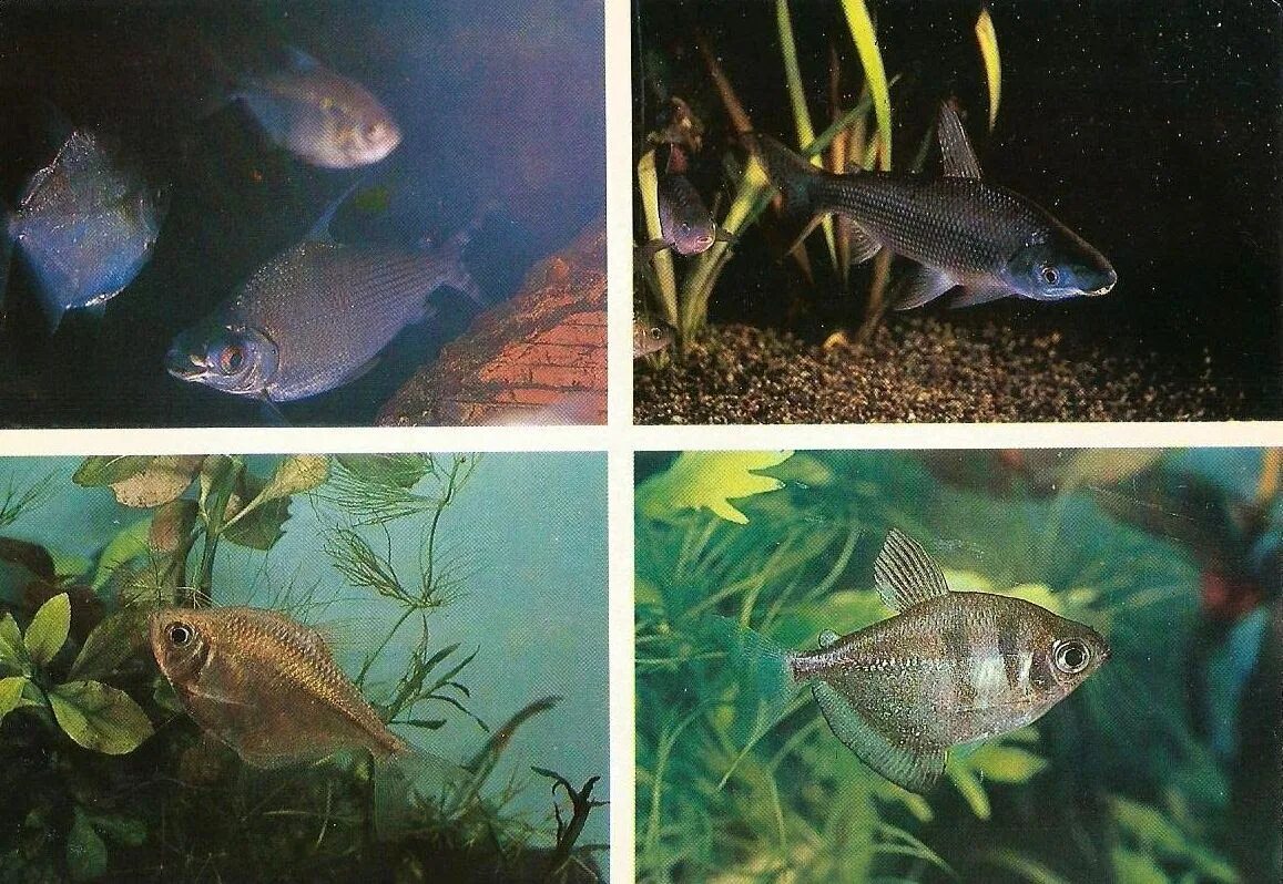 Тернеция как отличить самца. Тернеции пол рыбки. Тернеция Изумрудная. Тернеция аквариумная самка. Тернеция самка.