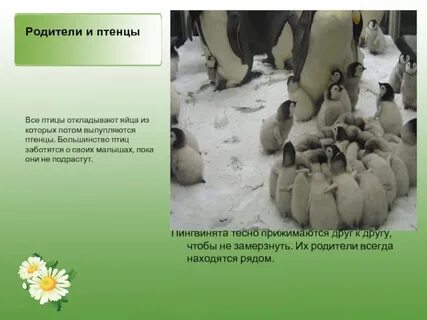 Кожа большинства птиц
