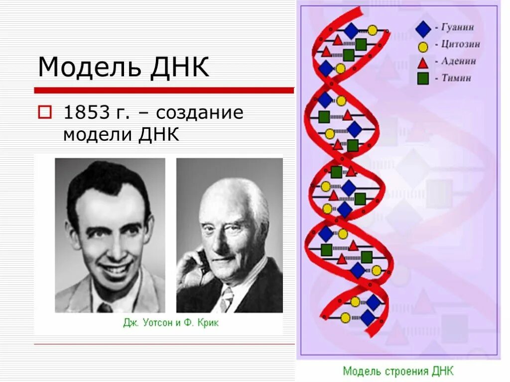 Модель ДНК. Модель строения ДНК. Модель ДНК 1853. Моделирование структуры ДНК.