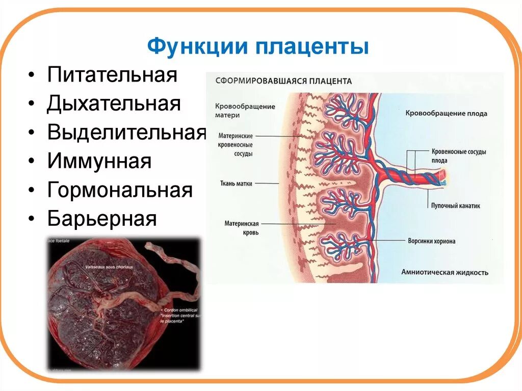 Плодово плацентарное нарушение. Структура и функции плаценты. Плацента строение и функции анатомия. Строение плаценты оболочек и пуповины. Особенности строения плаценты.