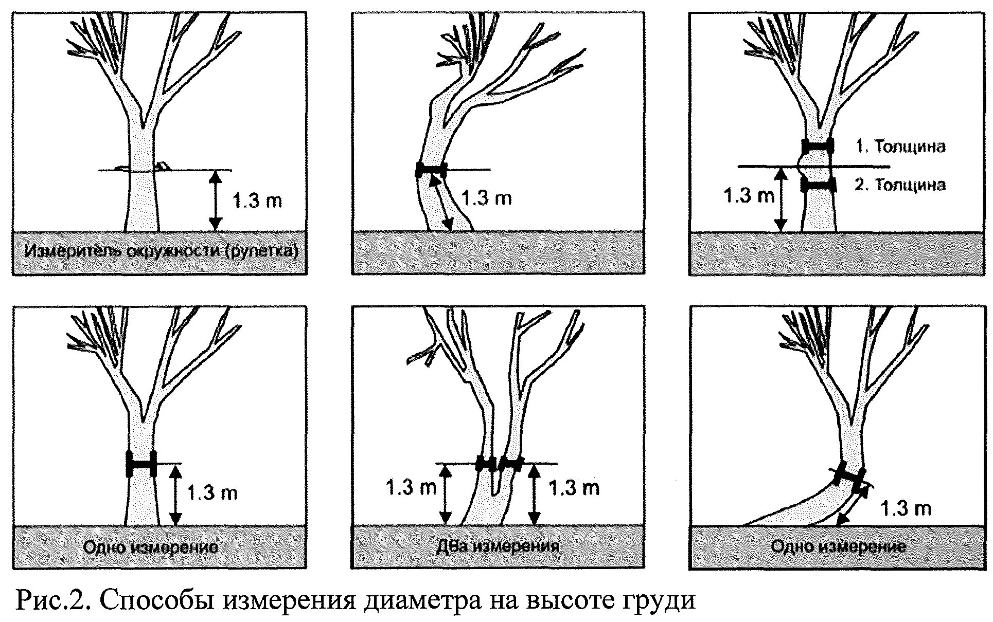 Ствола на высоте 1 3. Измерение диаметра дерева. Измерение диаметра ствола срубленного дерева. Измерение диаметра сосны мерной вилкой. Замер диаметра ствола дерева.