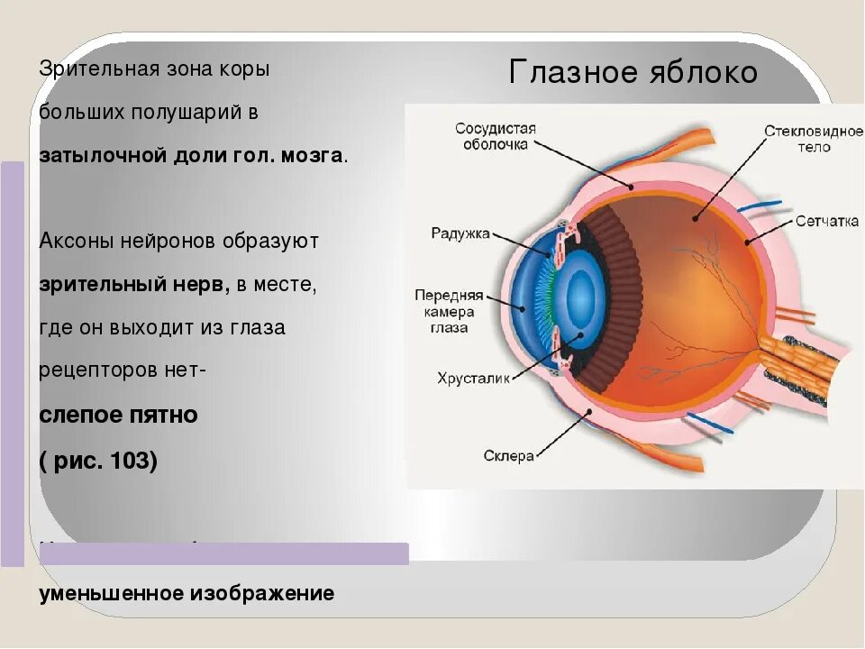 Зрительный анализатор 8 класс биология. Строение зрительного анализатора биология 8. Зрительный анализатор строение и функции глаза. Строение анализатора зрения.