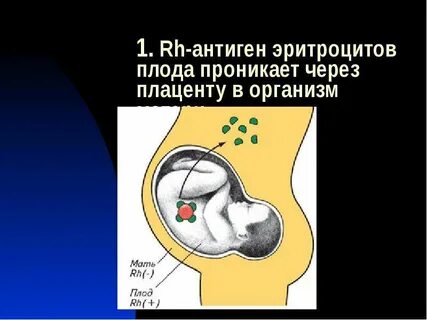 Иммуноглобулины проникающие через плаценту