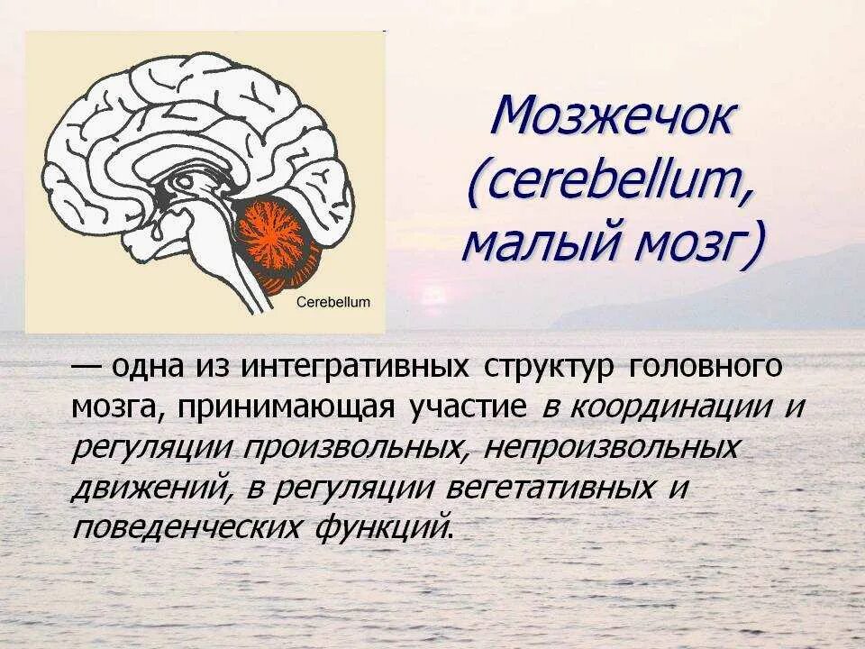 Отделы головного мозга мозжечок. Отдел головного мозга мозжечок мозг функции. Мозжечок мозг функции кратко. Строение головного мозга человека мозжечок.