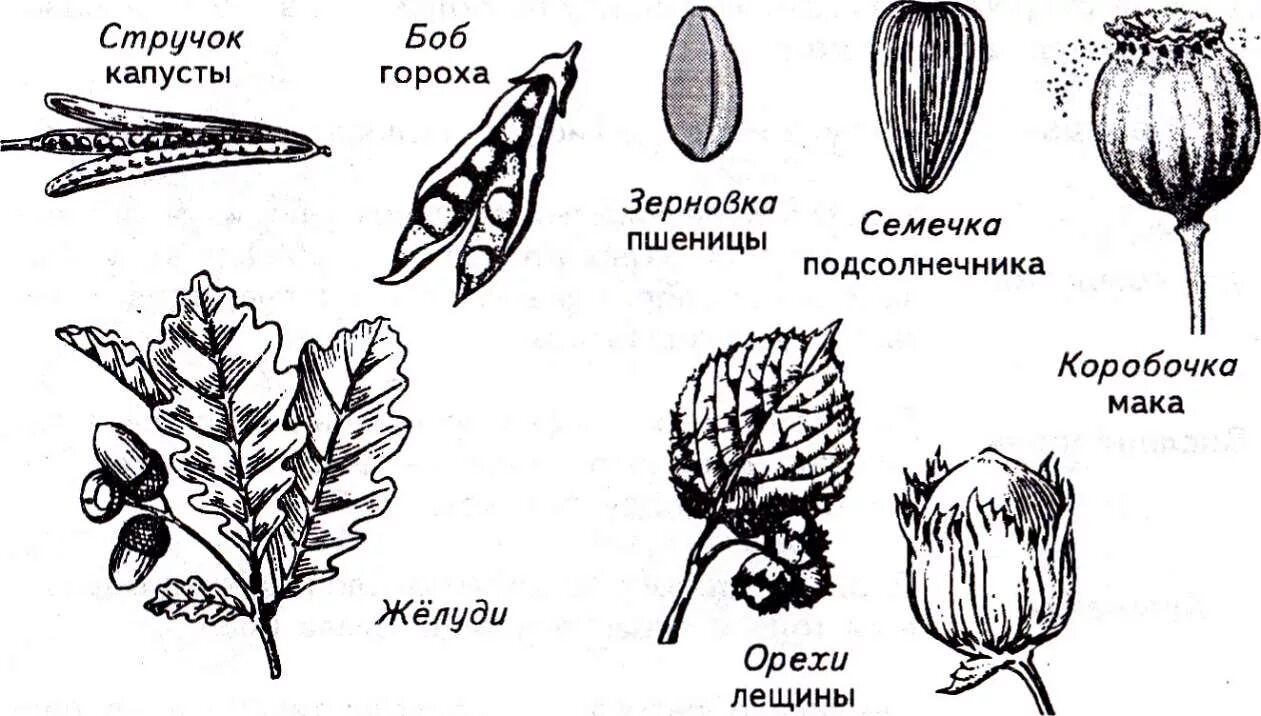 Какие типы плодов изображены на рисунке. Боб апокарпный плод. Плод-ценокарпий стручок. Плод многолистовка схема. Типы апокарпных плодов.