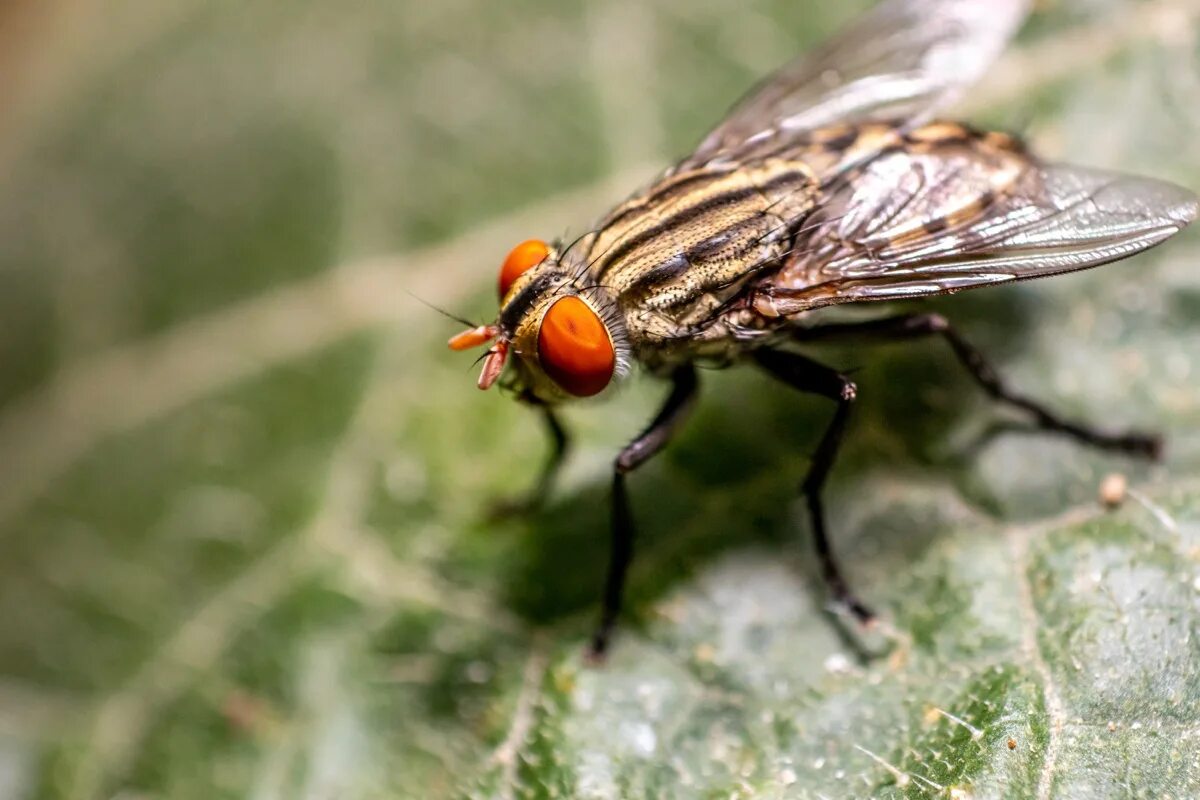 Почему мухи жужжат. Cyclorrhapha.