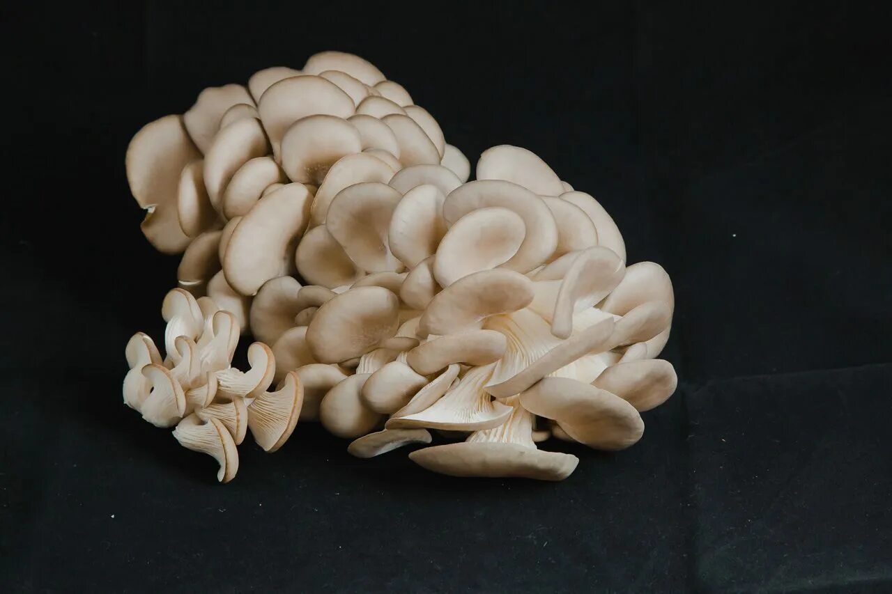 вешенки королевская лесная. вешенки грибы 500г. вешенка р80. вешенки нужно. вешенка коричневая.