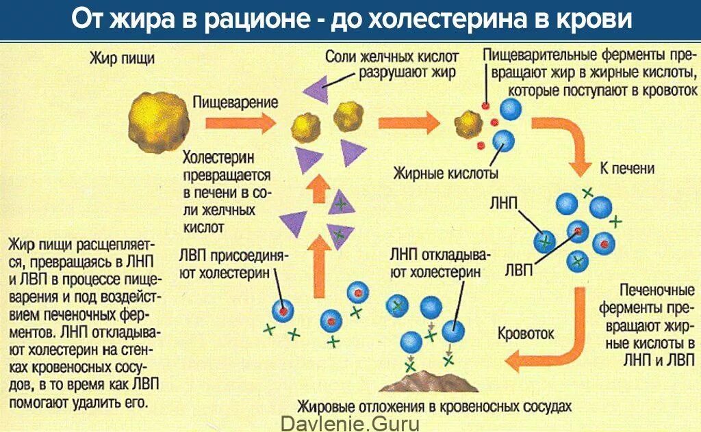 Почему низкий холестерин. Холестерин. Холестерин и печень взаимосвязь. Где образуется холестерин. Холестерин липопротеинов низкой плотности.