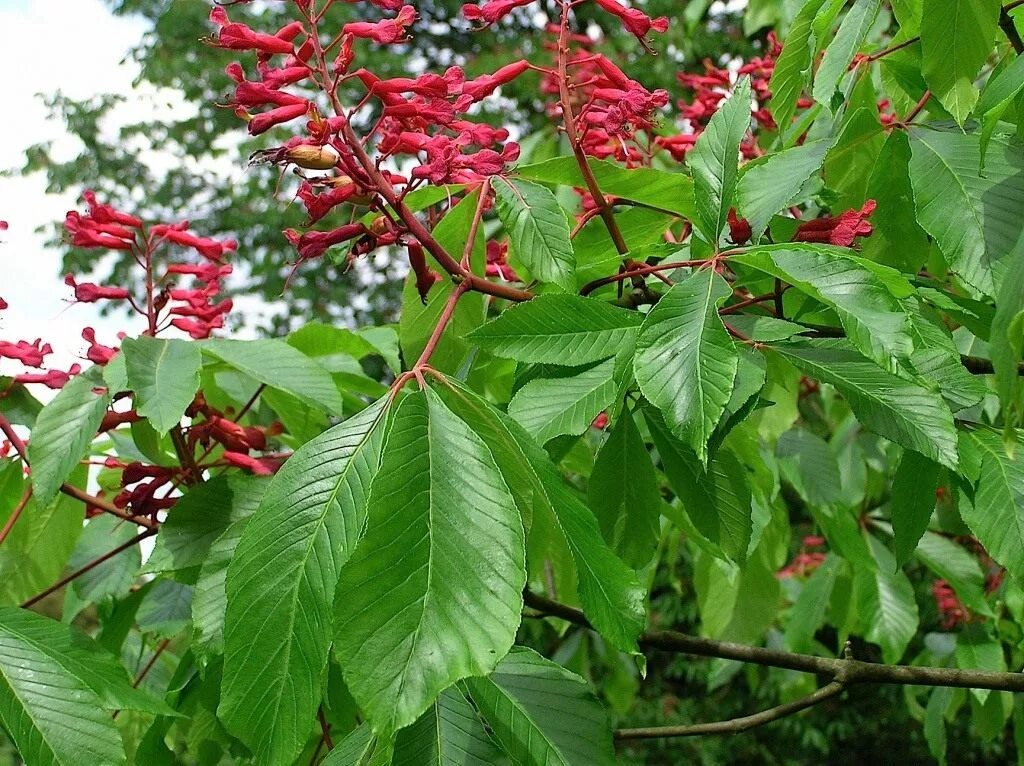 Конский каштан Павия. Каштан конский (Aesculus). Конский каштан красный Павия. Каштан Павия цветение. Виды каштановых