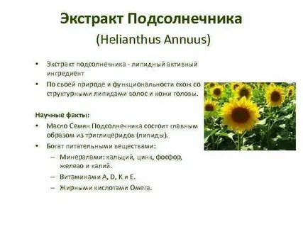 Подсолнечник систематика