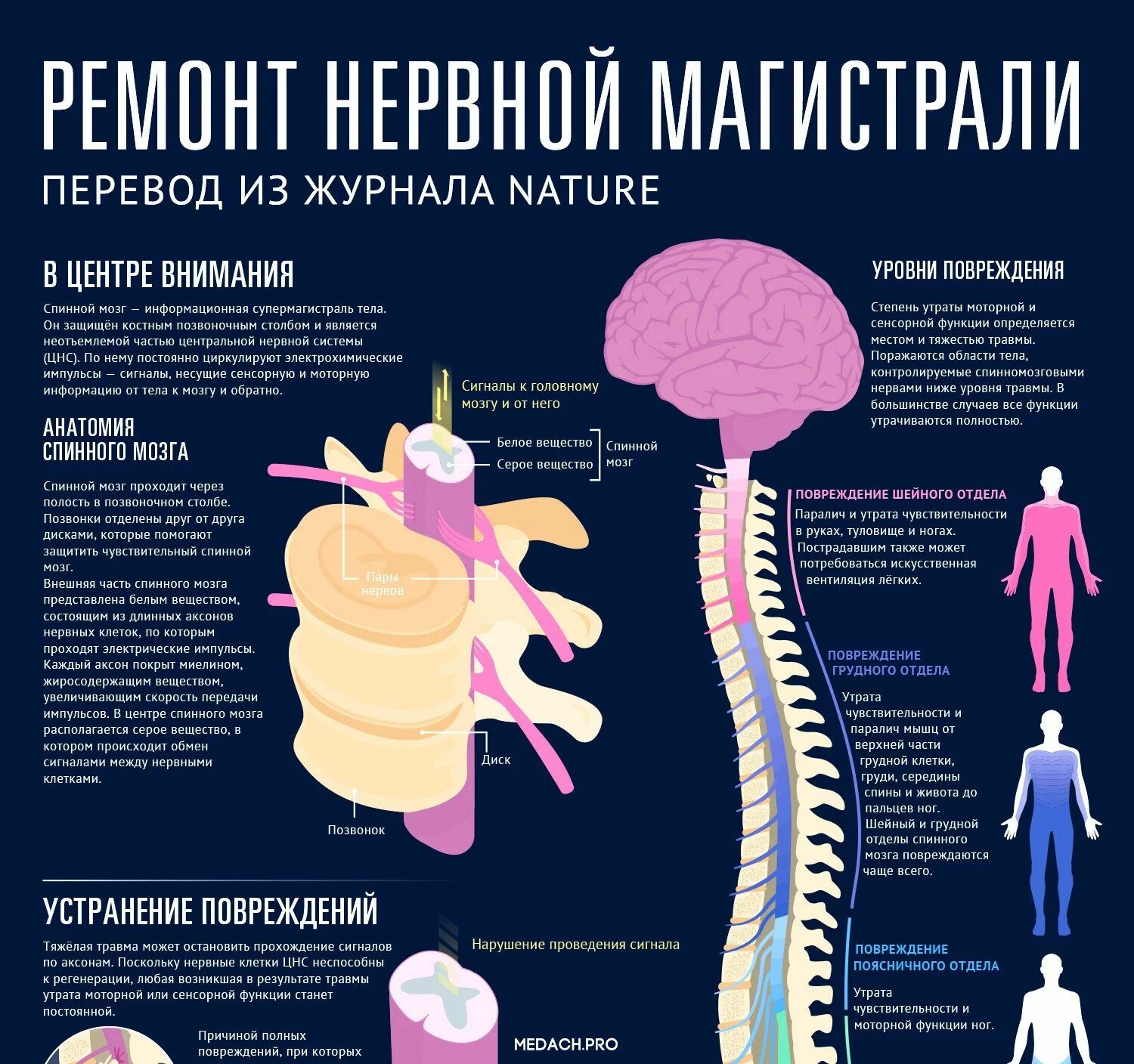 Восстановление спинного мозга. Мозг и позвоночник. Повреждение спинного мозга. Мозг и нервная система. Сколько восстанавливается нервная