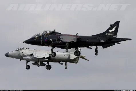 Harrier's