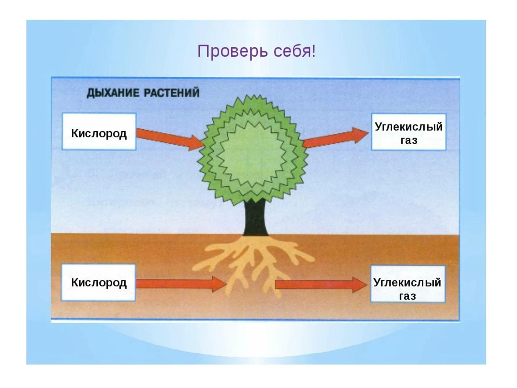 Дыхание растений это процесс ответ. Дыхание растений. Питание растений. Солнце растения и мы с вами. Схема питания растений.