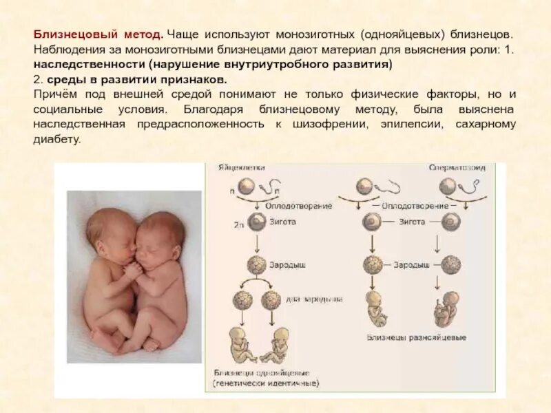 Близнецовый метод используется для. Близнецовый метод используется для