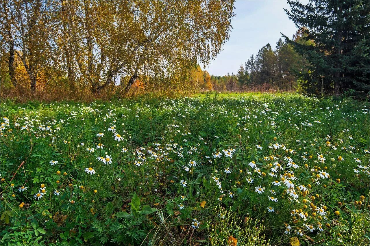 Ромашковый лес Рублево. Березовая роща и Ромашковое поле. Цветы на опушке леса. Ромашки на опушке леса. Березки ромашки