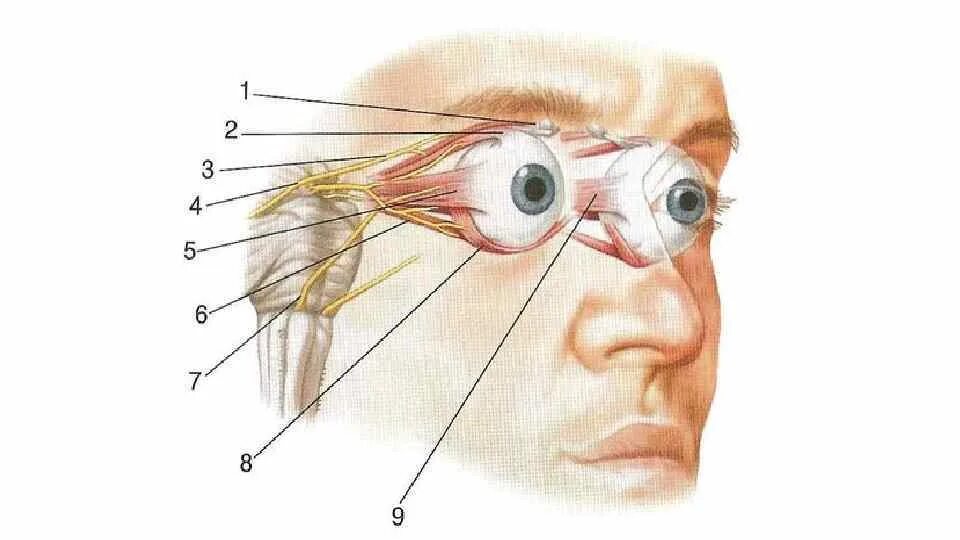 Зрительный нерв нерв анатомия. Анатомия зрительного и глазодвигательного нерва. Зрительный нерв анатомия в черепе. Анатомия зрительного нерва глазодвигательных нервов.