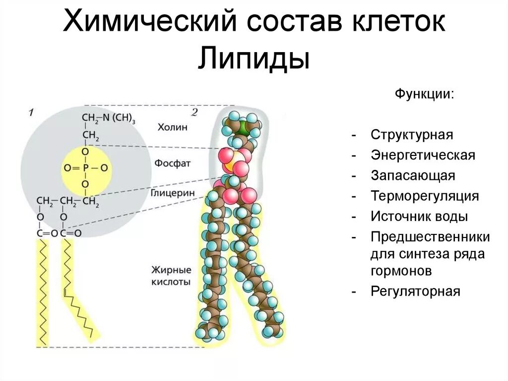 Строение молекулы фосфолипида. Схема строения липидной молекулы. Фосфолипид химическое строение. Строение молекулы фосфолипидов.