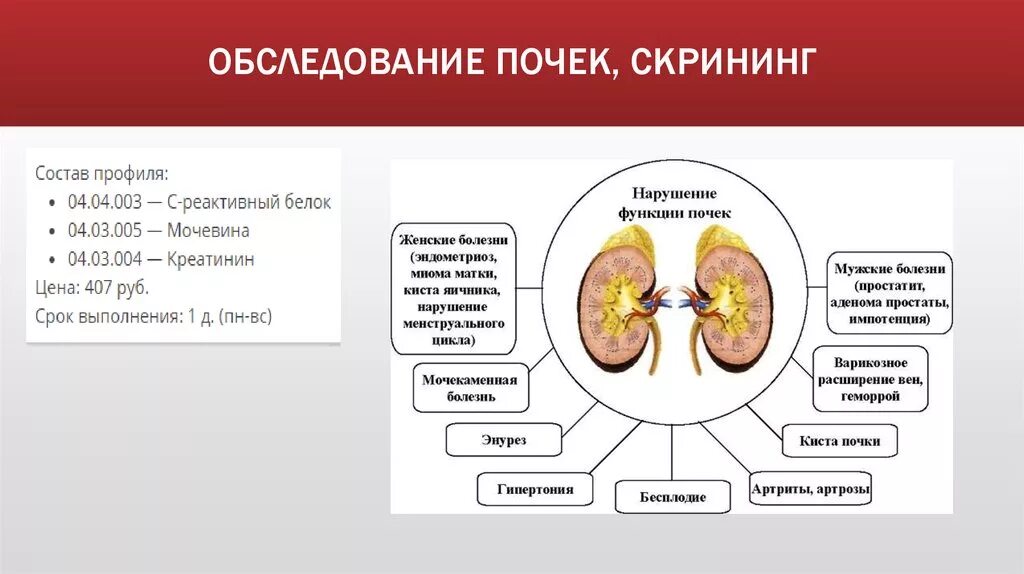 Сколько весила почка. Обследование функции почек. Функционирование почек проверка. Обследование почек какие.