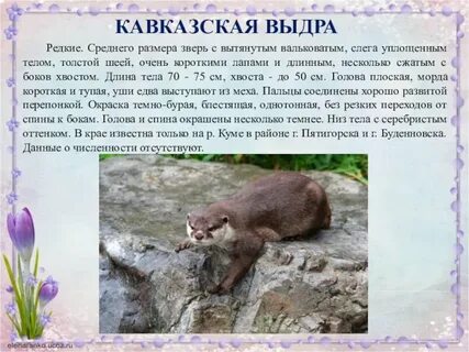 Животные занесенные в красную книгу ставропольского