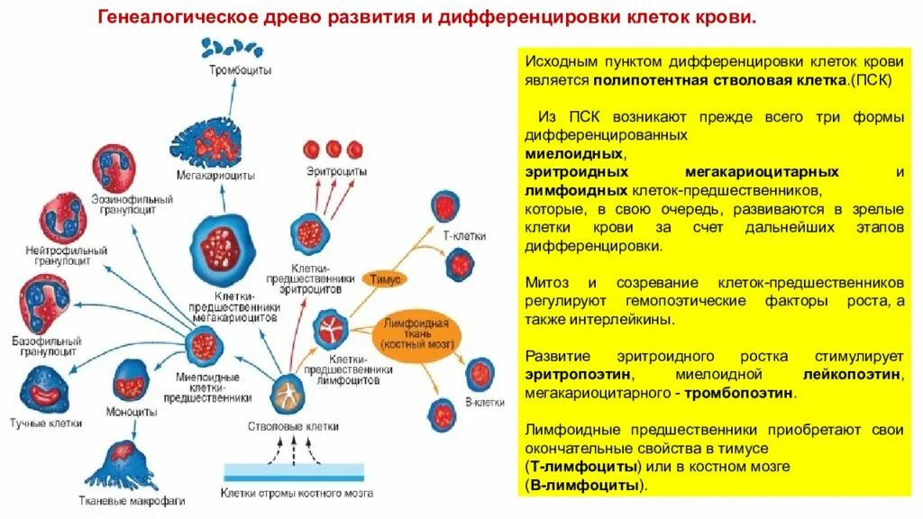 Схема развития и дифференцировка клеток крови. Дифференцировка клеток крови. Дифференцировка стволовой клетки крови. Деление лейкоцитов митоз. Стволовая клетка крови