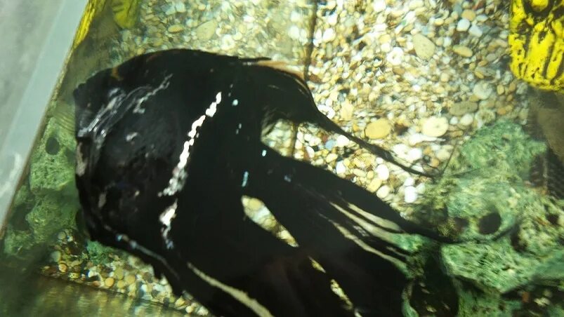 Съели скалярию