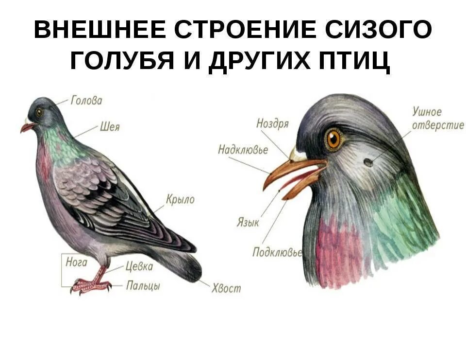 Осмотрите голову птицы обратите внимание. Внешне строение сизого голубя. Внешнее строение птицы голубь. Строение голубя биология 7 класс. Внешнее строение конечностей голубя.