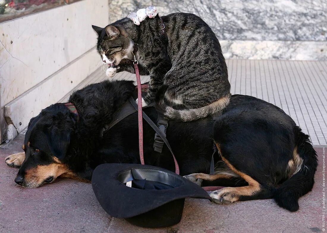 Кошки и собаки. Смешные коты и собаки. Картинки кошек и собак прикольные. Коты и собаки приколы. Купили коту собаку