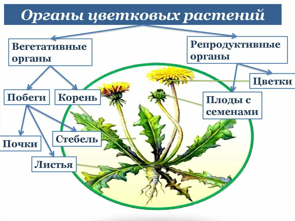 Вегетативные органы покрытосеменных цветковых растений. Органы цветковых растений схема. Органы цветковых растений 6 класс биология. Органы цветкокого растения.