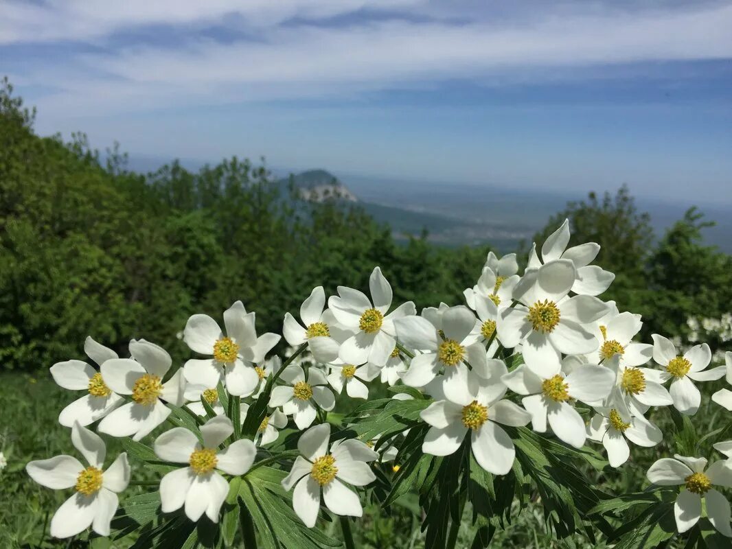 Ветреница Альпийская