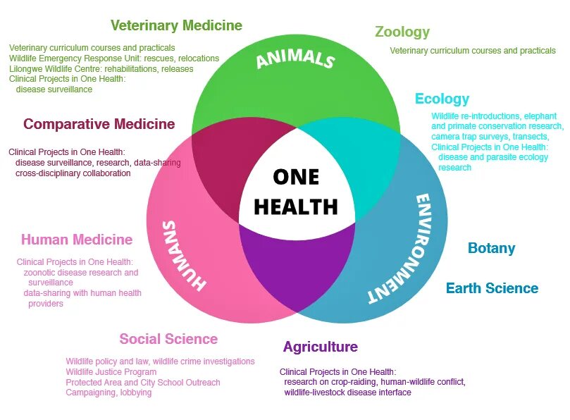 Environment and Human Health. One Health. Health ecology диван. Health diagram.
