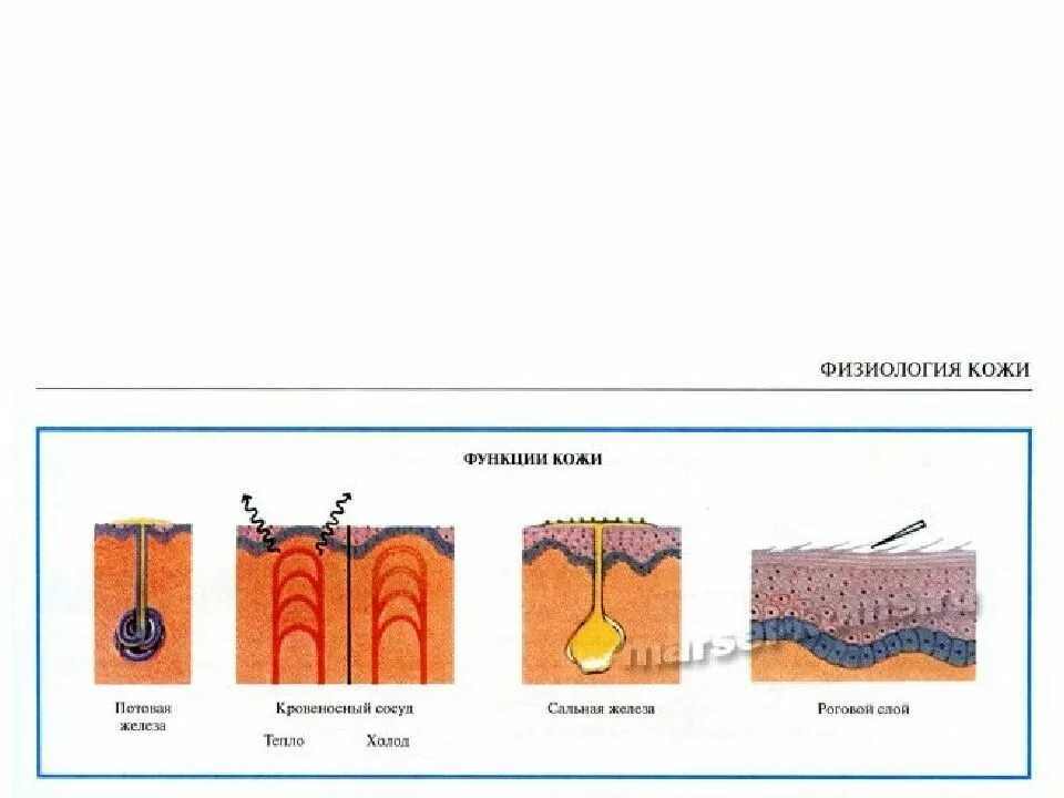Функции кожи 9 класс биология. Функции кожи: защитная, выделительная, рецепторная, теплоотдачи.. Защитная функция кожи. Основные функции кожи. Терморегулирующая функция кожи.