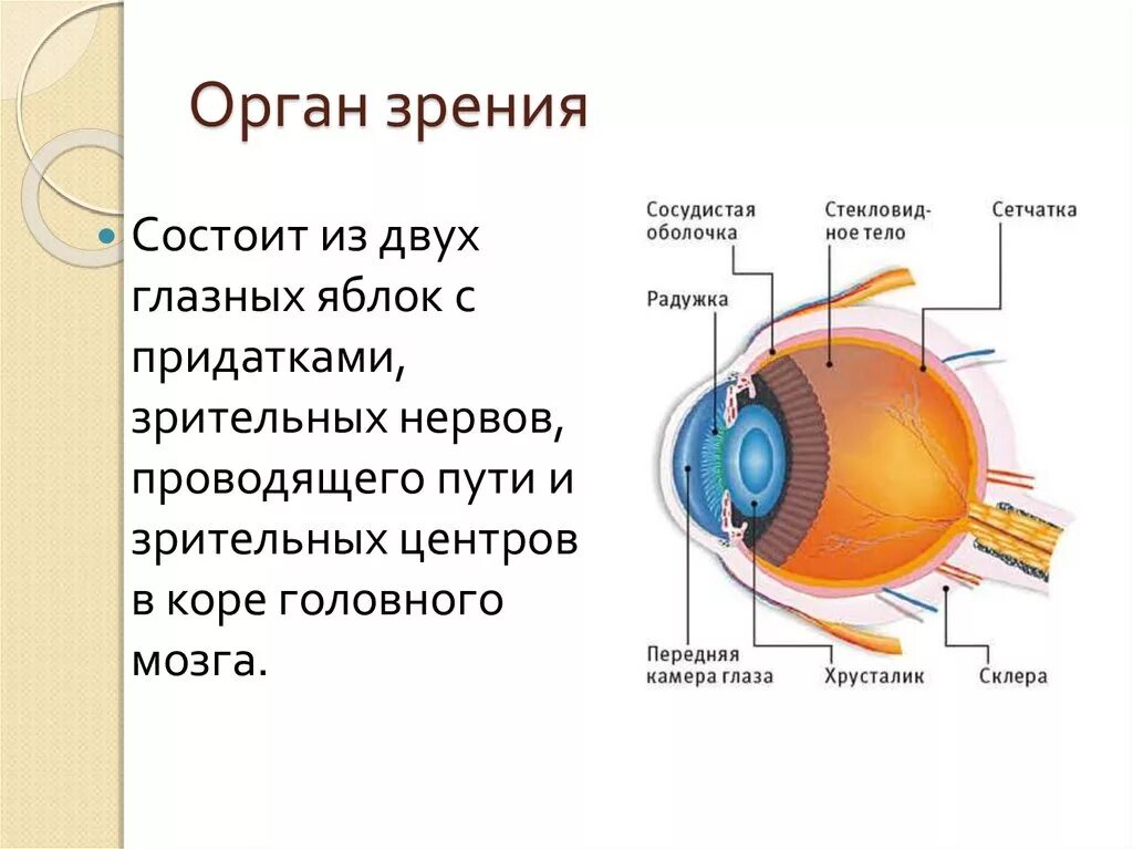 Реферат на тему глаза. Анатомо физиологическое строение глаза. Орган зрения. Топография глазного яблока.. Орган зрения его строение и физиология. Органы чувств зрение строение.